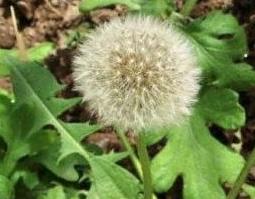 怎么自制蒲公英发酵茶（蒲公英发酵茶制作方法）