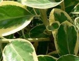 中药冬青叶的功效与作用 中药冬青叶的功效与作用及禁忌