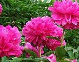 川芍药的功效与作用及副作用 川芍是什么药