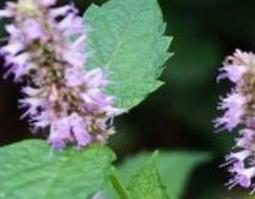 霍香草的功效和作用 霍香草的功效和作用及禁忌