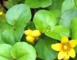 金钱草的功效与作用及禁忌 金钱草的功效与作用及禁忌的功效与作用