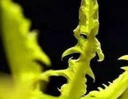 蒲公英叶子有点苦能吃吗 蒲公英的叶子吃起来很苦