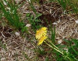 蒲公英打粉怎么吃最好 蒲公英粉的食用方法