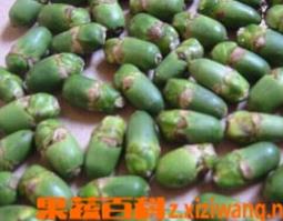 吃槟榔的功效和作用（吃槟榔的功效和作用是什么）