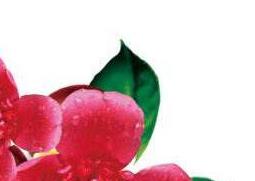 红花茶油怎么吃 红花茶油怎么吃效果好