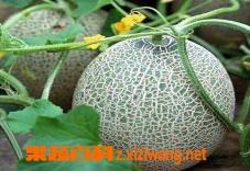 绿甜瓜的营养价值 绿甜瓜的营养价值和功效