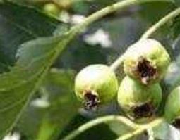 山楂叶的功效与作用及禁忌 山楂叶的功效与作用及禁忌是什么