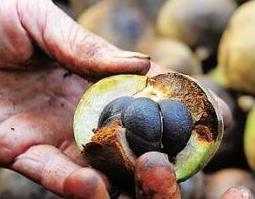 油茶芯泡水有什么功效 油茶芯泡水有什么功效和禁忌