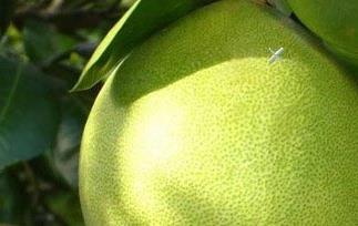 吃柚子好不好?哪些人不能吃柚子(柚子什么人不能吃柚子)