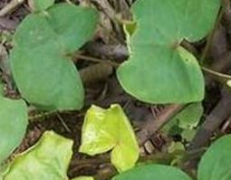 野荞麦的功效与作用及禁忌（野荞麦的功效与作用及禁忌）