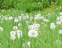 假蒲公英长什么样子 假蒲公英根的样子