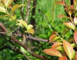 乌饭草的功效与作用（乌饭叶的功效与作用）