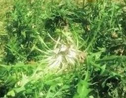 用蒲公英水泡脚好吗 用蒲公英水泡脚好吗女人