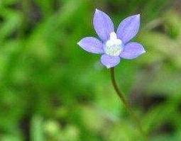 蓝花参的功效与作用 蓝花参的副作用