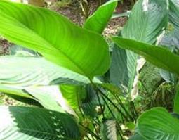 海南指甲叶的功效与作用(指甲叶有什么作用)