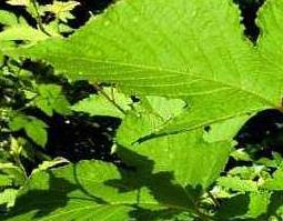 山楂叶泡水的功效与作用及危害（山楂叶泡水的功效与作用及危害禁忌）