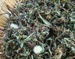 如何将鲜的蒲公英晒干（如何将鲜的蒲公英晒干泡水喝）