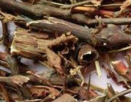 山香草的功效与作用（山香草药功效）