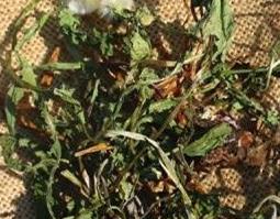 蒲公英晒干后怎么食用 蒲公英晒干后怎么食用,起什么作用