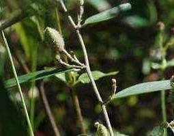 山油麻的功效与作用（山油麻的功效与作用主治）