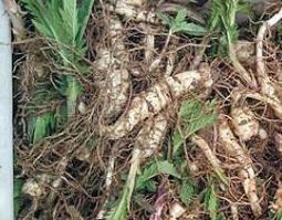 地参适合什么人吃（地参怎么吃最好）