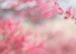 樱花纯露怎么样（樱花纯露是什么）