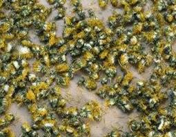 自己怎么晒蒲公英 自己怎么晒蒲公英根