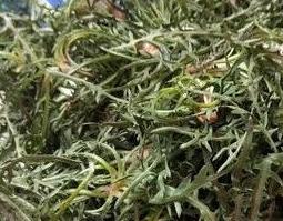 婆婆丁干菜怎样做好吃(婆婆丁菜怎么做好吃)