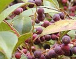 枪子果的功效与作用 枪子果的功效与作用图片