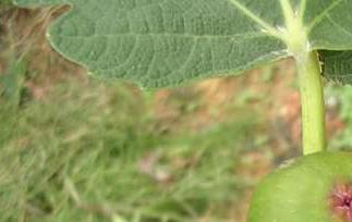 无花果产地在哪呢（无花果产地是哪个地方）