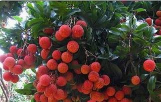 什么是荔枝病（什么是荔枝病我问他几个问题）