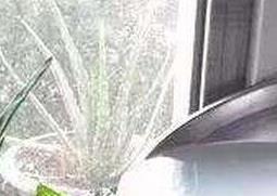 如何使用淘米水浇花 如何使用淘米水浇花草