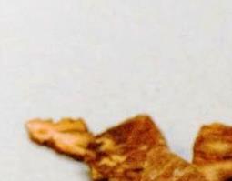 槟榔的功效与作用 槟榔的功效与作用危害