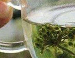 人参花泡水能天天喝吗 人参花泡水喝多久有效果