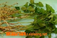 鱼腥草的功效与禁忌 淡竹叶和鱼腥草的功效与禁忌