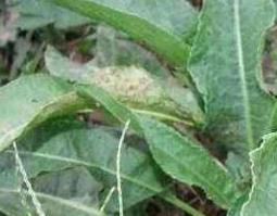 野大黄的功效与作用 野大黄的功效与作用大全外敷