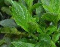 灵香草的功效与作用 灵香草的功效与作用图片