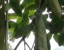 大皂角怎么吃 大皂角怎么吃效果最好