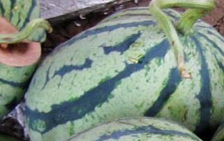 吃西瓜有哪些好处 吃西瓜有哪些好处与坏处