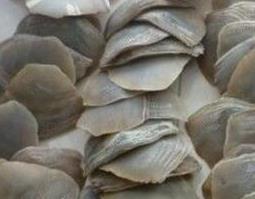 甲珠粉的功效与作用（甲珠粉的功效与作用图片）