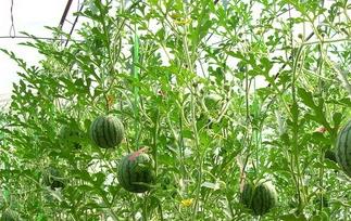 女性吃西瓜好吗?吃西瓜会胖吗（女人吃西瓜会长胖吗?还有什么好处?）