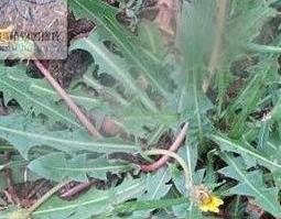 多裂蒲公英是什么 多裂蒲公英的功效与作用