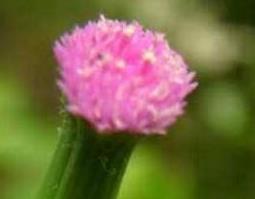 中药一点红的功效与作用（中药一点红有什么功效）