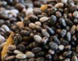 奇亚籽的功效与作用（奇亚籽的功效与作用及禁忌症）