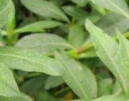 肥猪草的功效与作用 肥猪草的药用价值