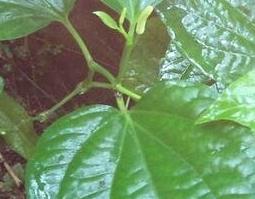 芦子叶的功效和作用 葫芦叶子的功效与作用