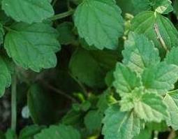 茴芹果的功效与作用有哪些 茴芹果的功效和作用