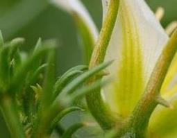 骆驼蓬子的药用价值与功效（骆驼蓬子的功效和作用）