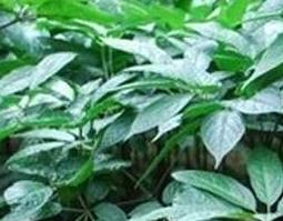 藤三七的功效与作用及药用价值(藤三七的药用价值和功效)