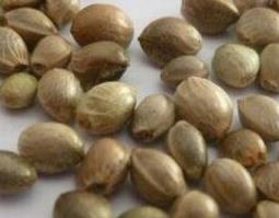 麻仁的功效与作用(麻仁软胶囊功效与作用的功效与作用)